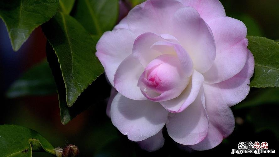 茶花嫁接用什么砧木好，茶花嫁接方法