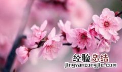 梅花雅称72种 梅字雅称