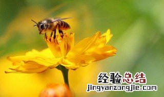 蜜蜂的养殖方法 怎么养殖蜜蜂