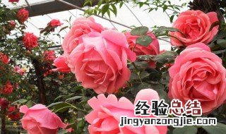 月季花苗的种植方法 月季花苗的种植方法图解