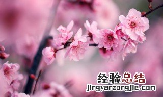 梅兰竹菊忌讳 梅兰竹菊忌讳什么花