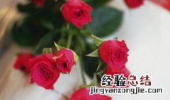 玫瑰花在什么季节开放 玫瑰花在什么季节开放花