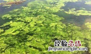 鱼塘青苔怎么清除 鱼塘青苔怎么清除最快