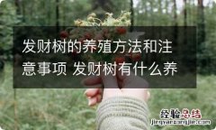 发财树的养殖方法和注意事项 发财树有什么养殖方法和注意事项