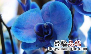 蓝色花的兰花是什么品种 蓝色花的兰花简单介绍