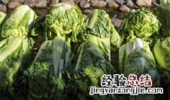 冬季怎样保存大白菜 冬季怎样保存大白菜最好