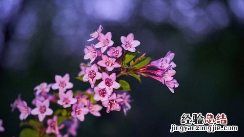 家里的花莫名萎蔫？不怕！１招教你解决