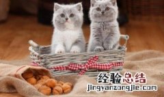 猫砂算什么垃圾 猫砂应该算什么垃圾