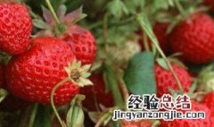 草莓苗冬季怎么保存 草莓苗冬季怎么保存时间长