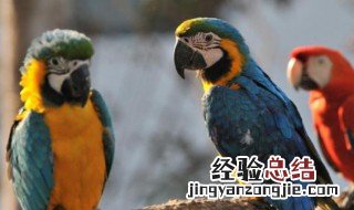 玄凤鹦鹉冬天如何保暖 玄凤鹦鹉冬天保暖怎么办