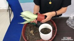 虎皮兰15天喝点“黄水”，侧芽茬茬蹿，1棵变10棵！