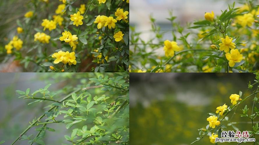 迎春花怎么才能不断开花