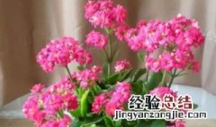 长寿花8月份能修剪吗 长寿花8月份能修剪吗视频