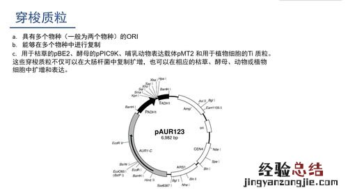 酵母双杂交法的原理