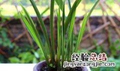 兰花栽培消毒方法 兰花栽培怎样消毒