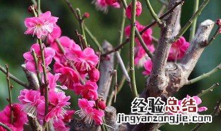 梅花种植方法 梅花养殖方法和注意事项