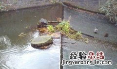 水里的青苔怎么清除 青苔怎么清除