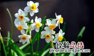 水仙花种植技巧 水仙花种植小窍门