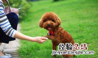 泰迪狗怎么养 养的时候需要注意什么