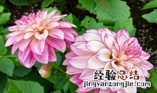 大丽花冬季保存方法图片 大丽花冬季保存方法