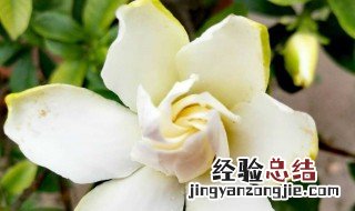 栀子花摘下后怎么保鲜 保存栀子花需要注意什么