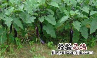 露天茄子的种植方法和注意事项 露天茄子的种植方法和注意事项视频