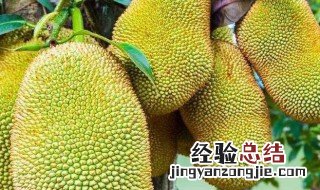 菠萝蜜正常打开方法 菠萝蜜怎么能打开