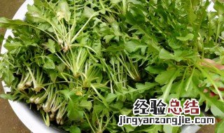 野生荠菜要焯水吗 新鲜荠菜要焯水吗