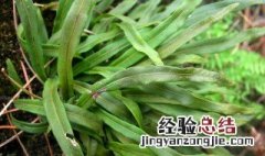 七星草是什么植物 七星草是什么植物类型