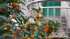 院子里种桂花树好吗，栽在院子什么位置