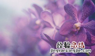 兰花能晒太阳吗? 兰花能晒太阳吗夏天