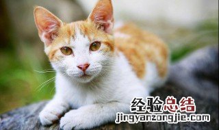 猫的应激反应怎样缓解 如何减轻小猫应激反应