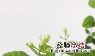 茉莉怎么养 养茉莉的方法