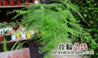 花木盆栽技巧 花木盆栽养殖有什么技巧