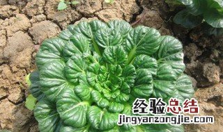 乌塌菜北方几月种植 乌塌菜什么时候种植