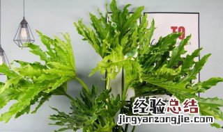 白花小松多肉的修剪方法 白花小松多肉的修剪方法图片