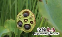 葱莲子的种植方法 种植葱莲子的方法介绍