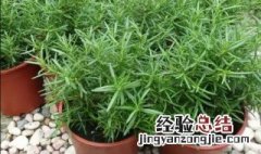 盆栽驱蚊草的养殖方法 驱蚊草的栽培方法