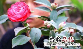 小茶花的养殖方法 小茶花的养殖方法视频