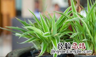 客厅电视背景墙两边放什么绿植好 客厅电视墙两边摆什么绿植最好