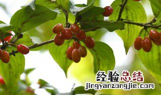 陕西重阳节的风俗是什么 陕北的重阳节有什么风俗