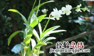 石斛露天种植方法 石斛露天种植方法介绍