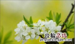 李子花的种植方法 李子花怎么种呢