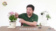 用水把它泡泡，能当“万能水”，长寿花喝点，花苞窜窜窜！