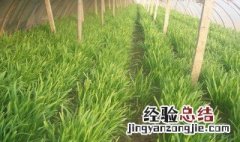 大棚韭菜出现黄叶怎么解决视频 大棚韭菜出现黄叶怎么解决