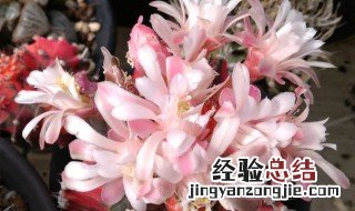 绯牡丹怎么养才长得好 绯牡丹能长多大
