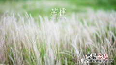 夏满芒夏暑相连是什么意思