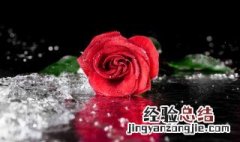 玫瑰花鲜花放发霉了怎么办 玫瑰花发霉了怎么处理