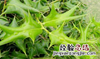 八角刺树养殖方法 八角刺树种植技术