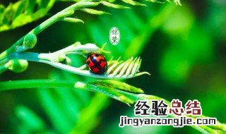 惊蛰是什么季节 惊蛰是什么季节的节气